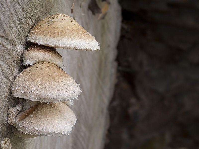 Hemipholiota populnea